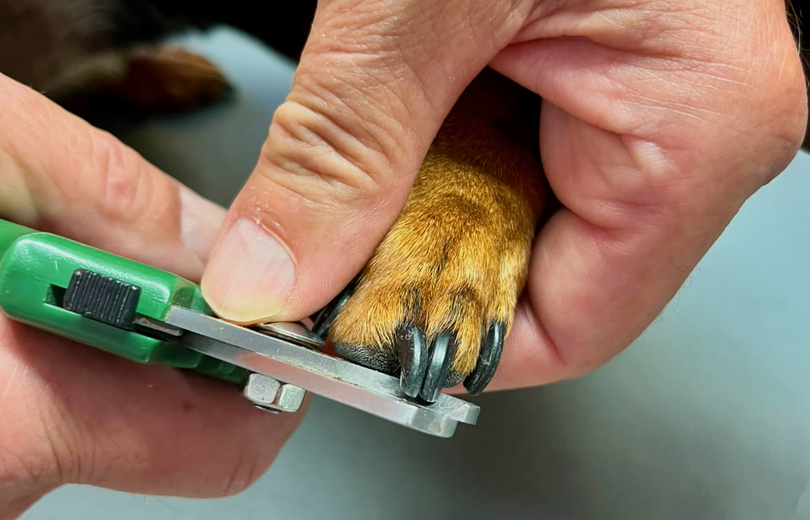 Tierarzt kürzt die Krallen eines Hundes im Rahmen einer tierärztlichen Vorsorgeuntersuchung