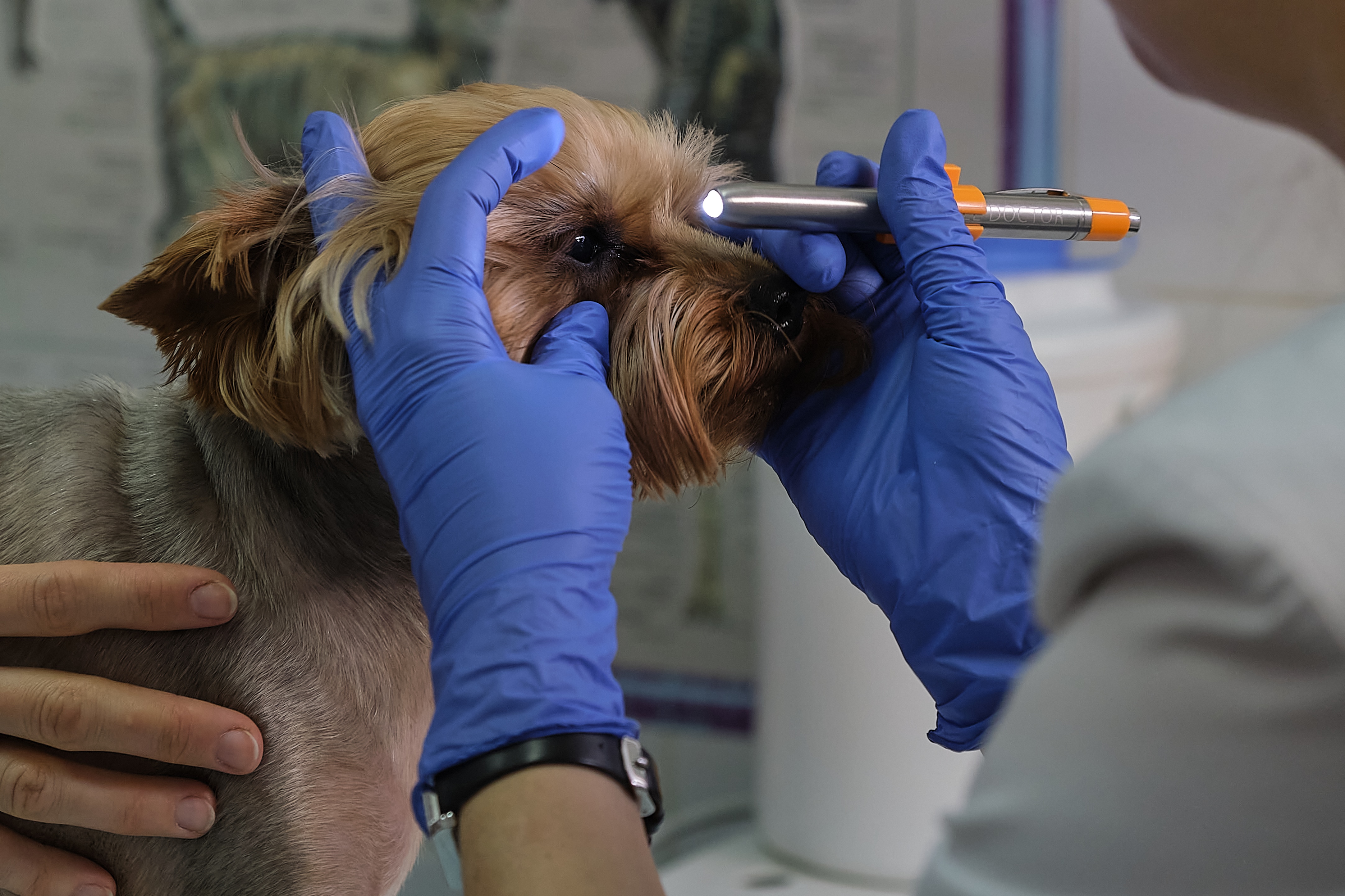 Tierarzt untersucht das Auge eines Hundes vor einer geplanten Reise mit Hund
