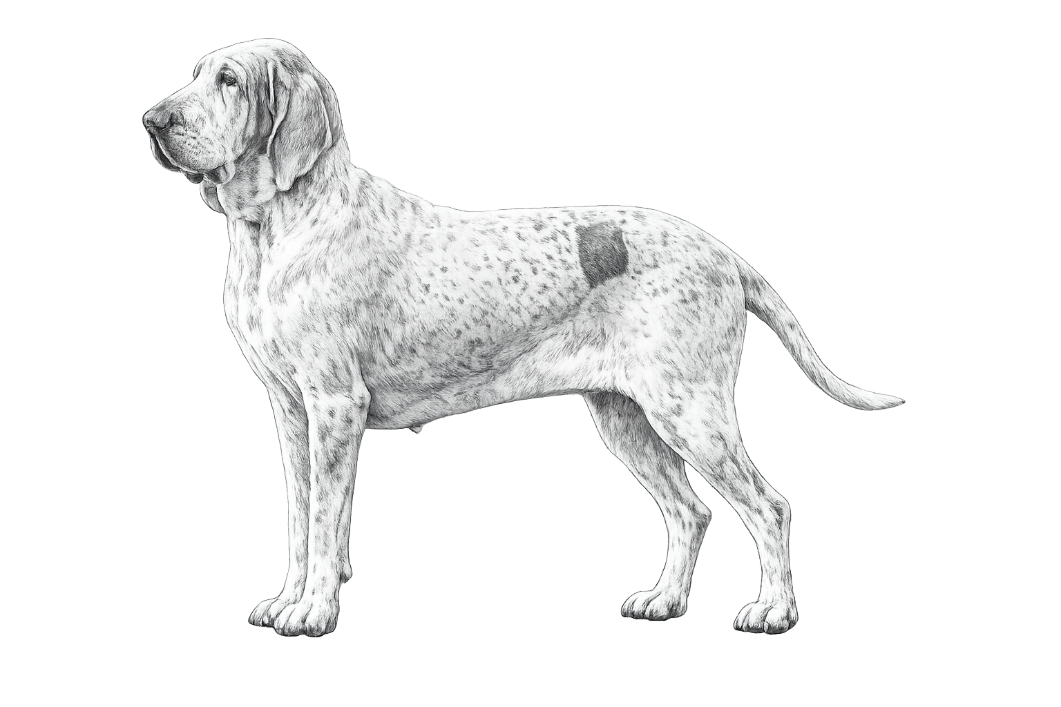 Bracco Italiano als seltene Hunderasse in einer Bleistiftzeichnung ohne Hintergrund