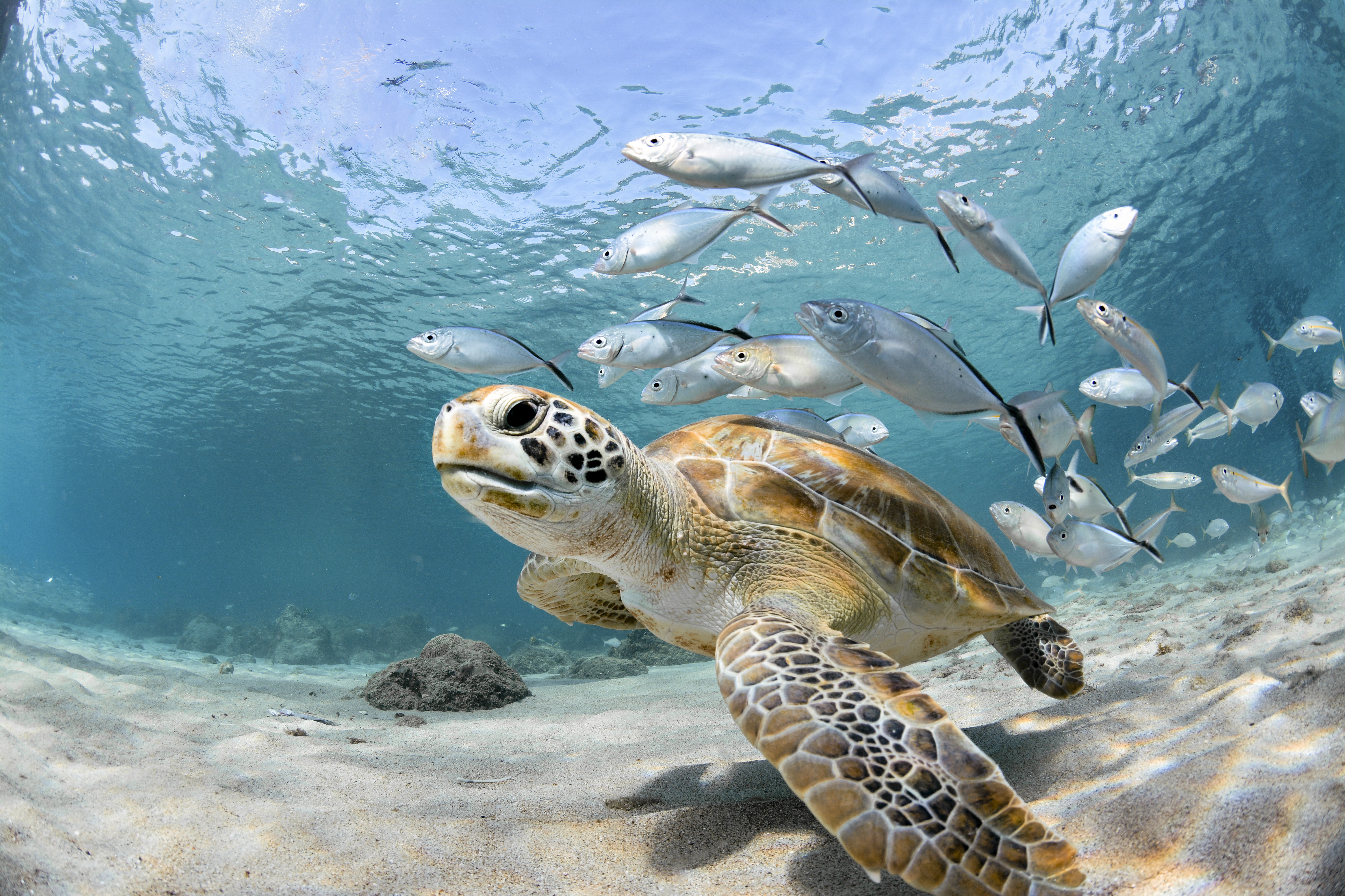 Reise buchen Citizen Science Bürgerwissenschaft Andamanen Forschungsbereich sustainable Ocean Solution für Wissenschaft Umweltschutz und saubere Meere