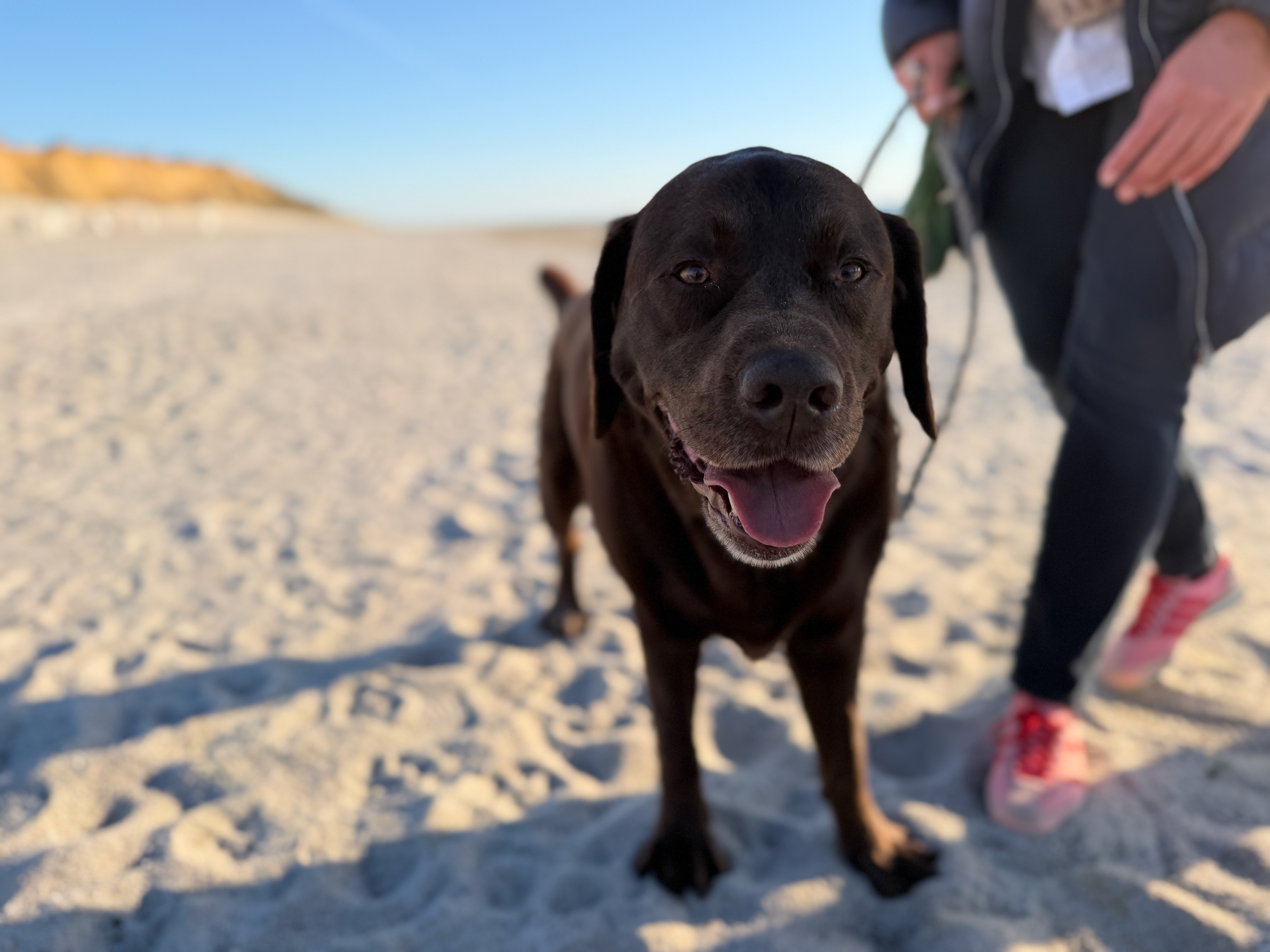 Glücklicher schwarzer Hund am Strand während einer hundefreundlichen Kreuzfahrt