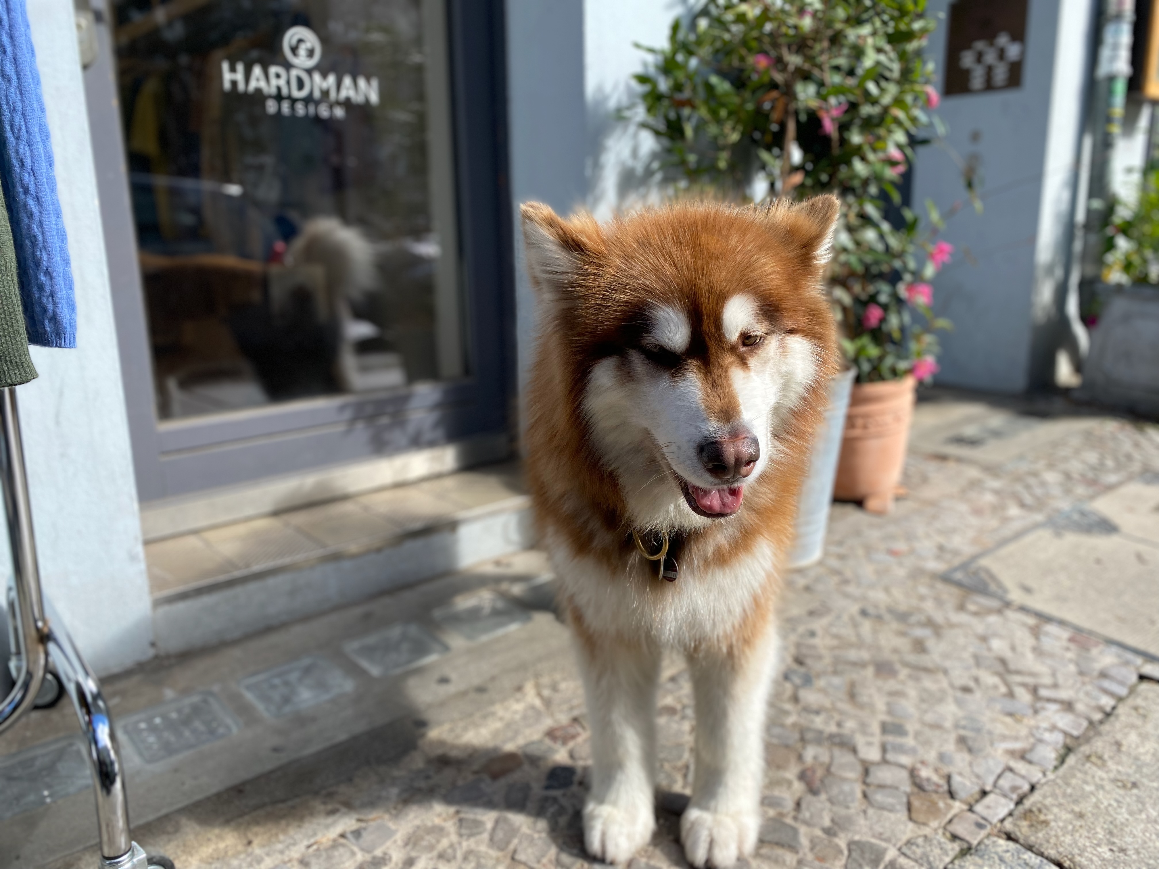 Hund bei einem Landgang in der Stadt – unterwegs mit Hund auf einer Flussreise
