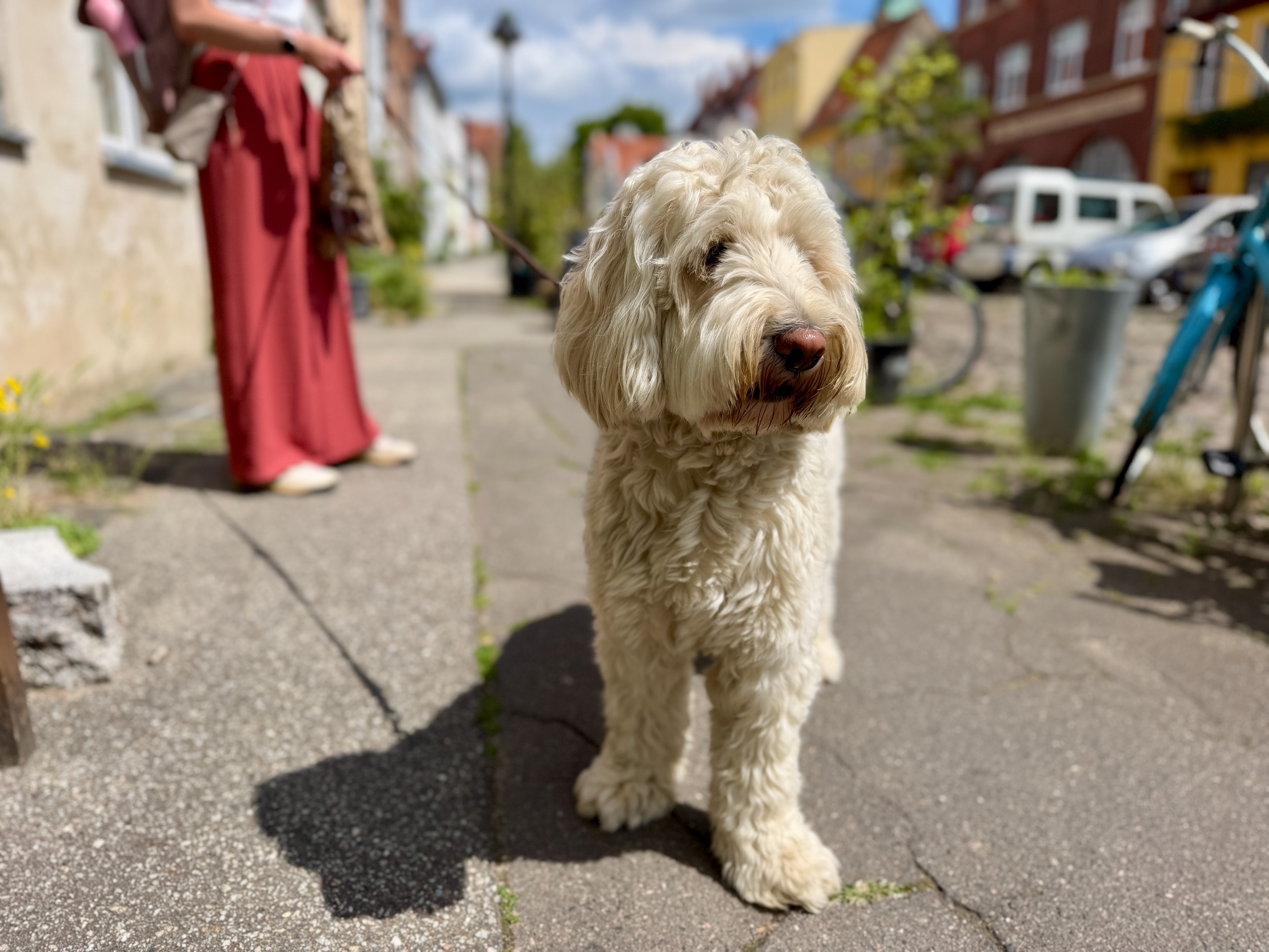 Urlaub mit Hund auf Kreuzfahrt - gemeinsam unterwegs an Bord und auf Landausflügen