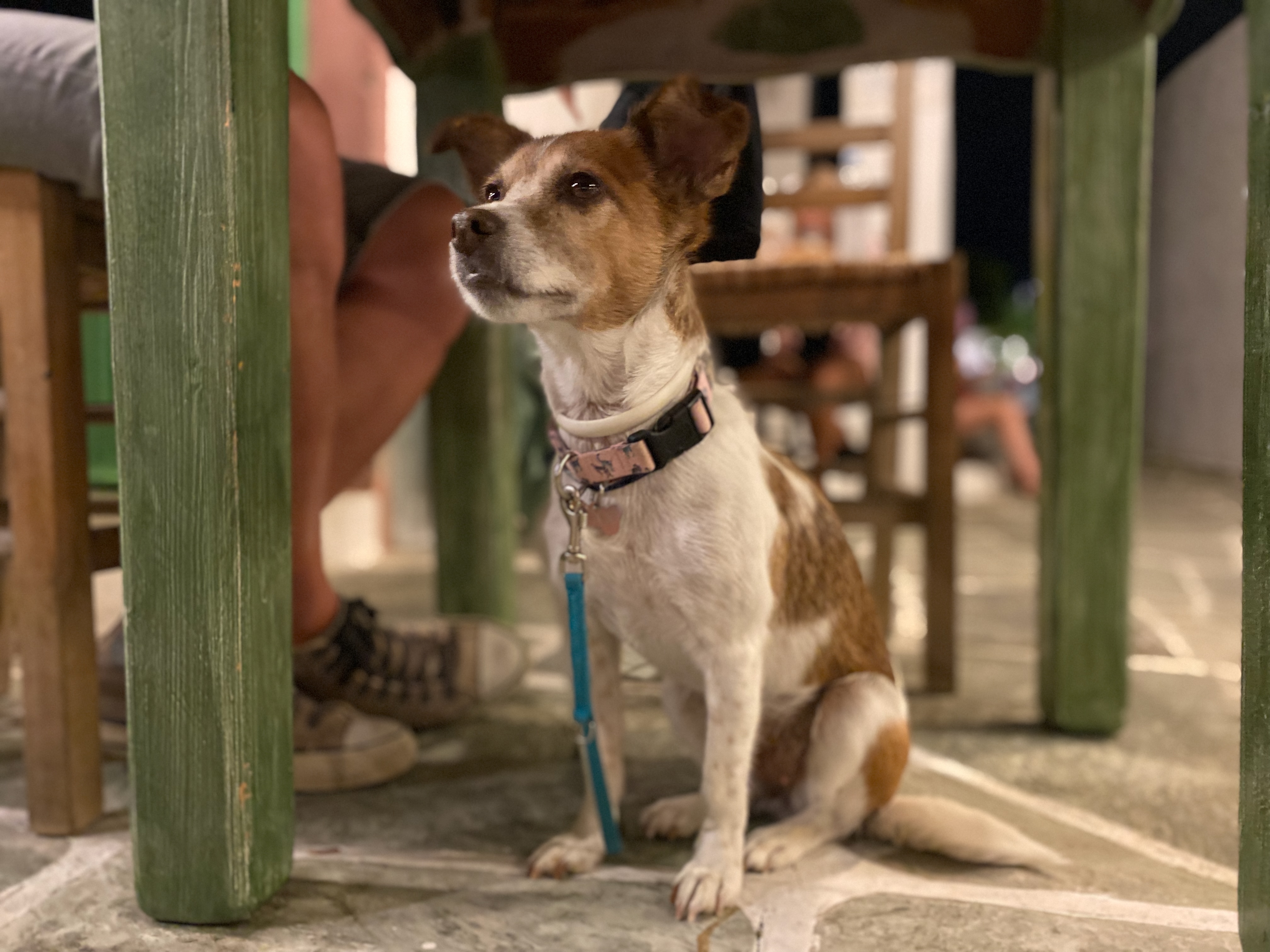 Hund sitzt unter einem Tisch in einem Restaurant während Menschen im Hintergrund essen