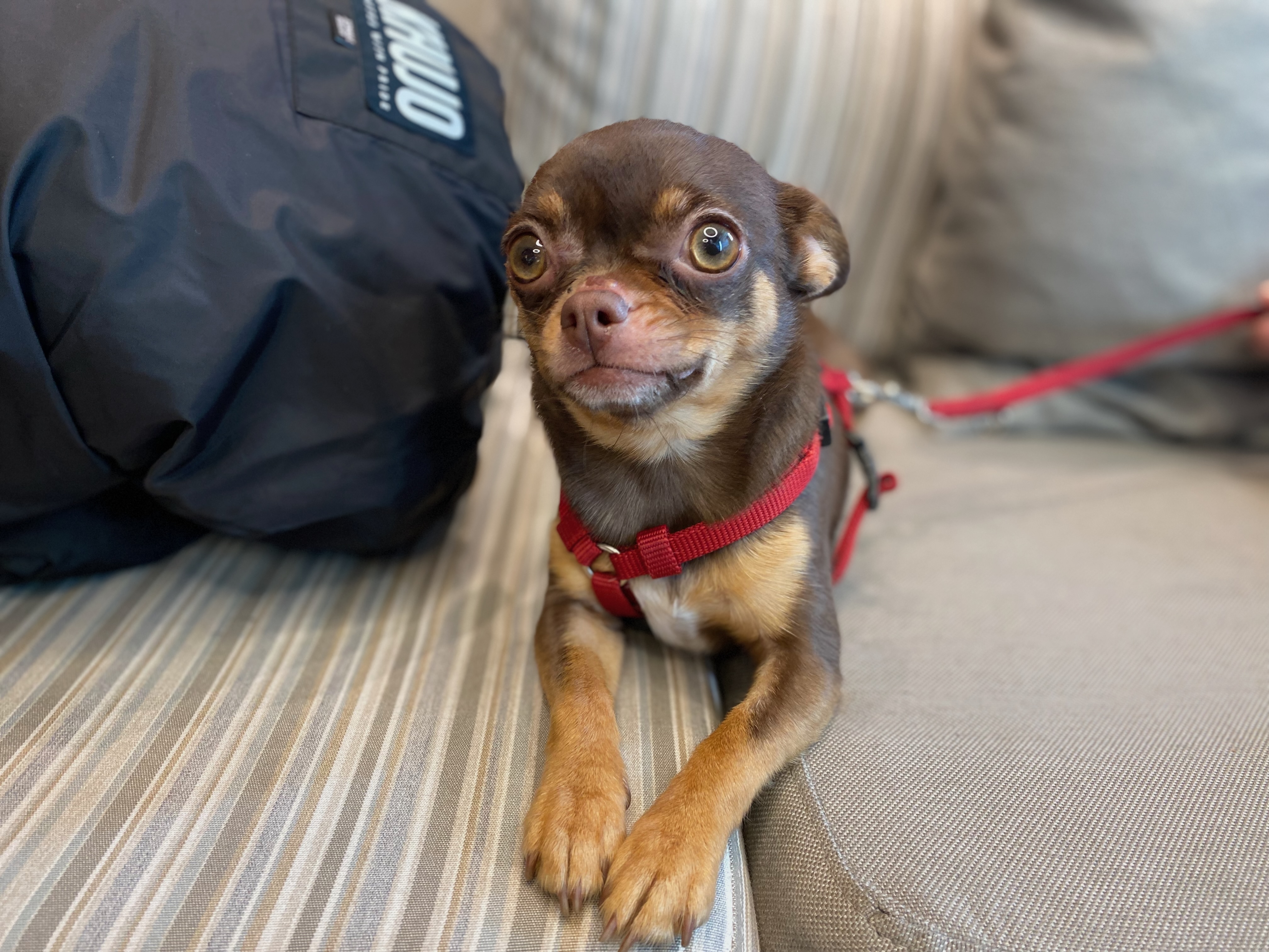 Kleiner Hund sitzt auf einem Sofa an Bord eines Kreuzfahrtschiffs