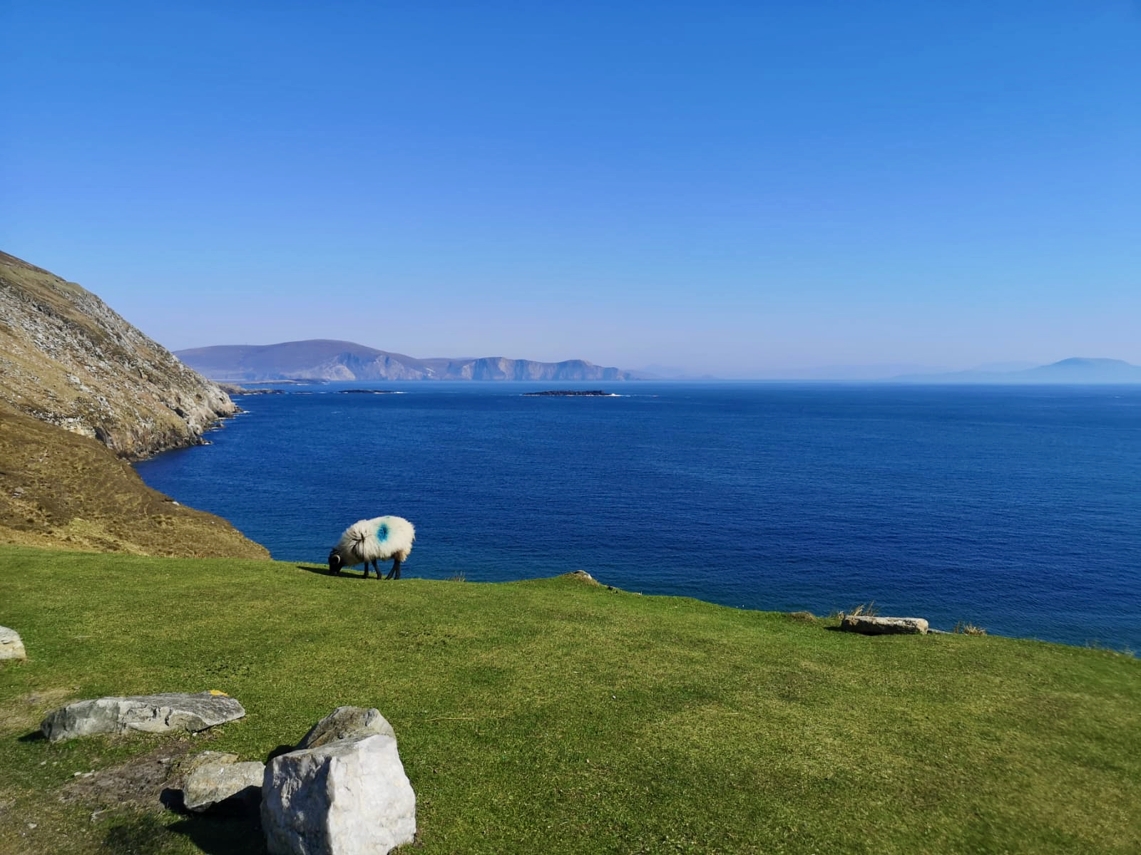 Kreuzfahrt Britische Inseln mit Hund mit Schaf auf grüner Küste und weitem Blick aufs Meer