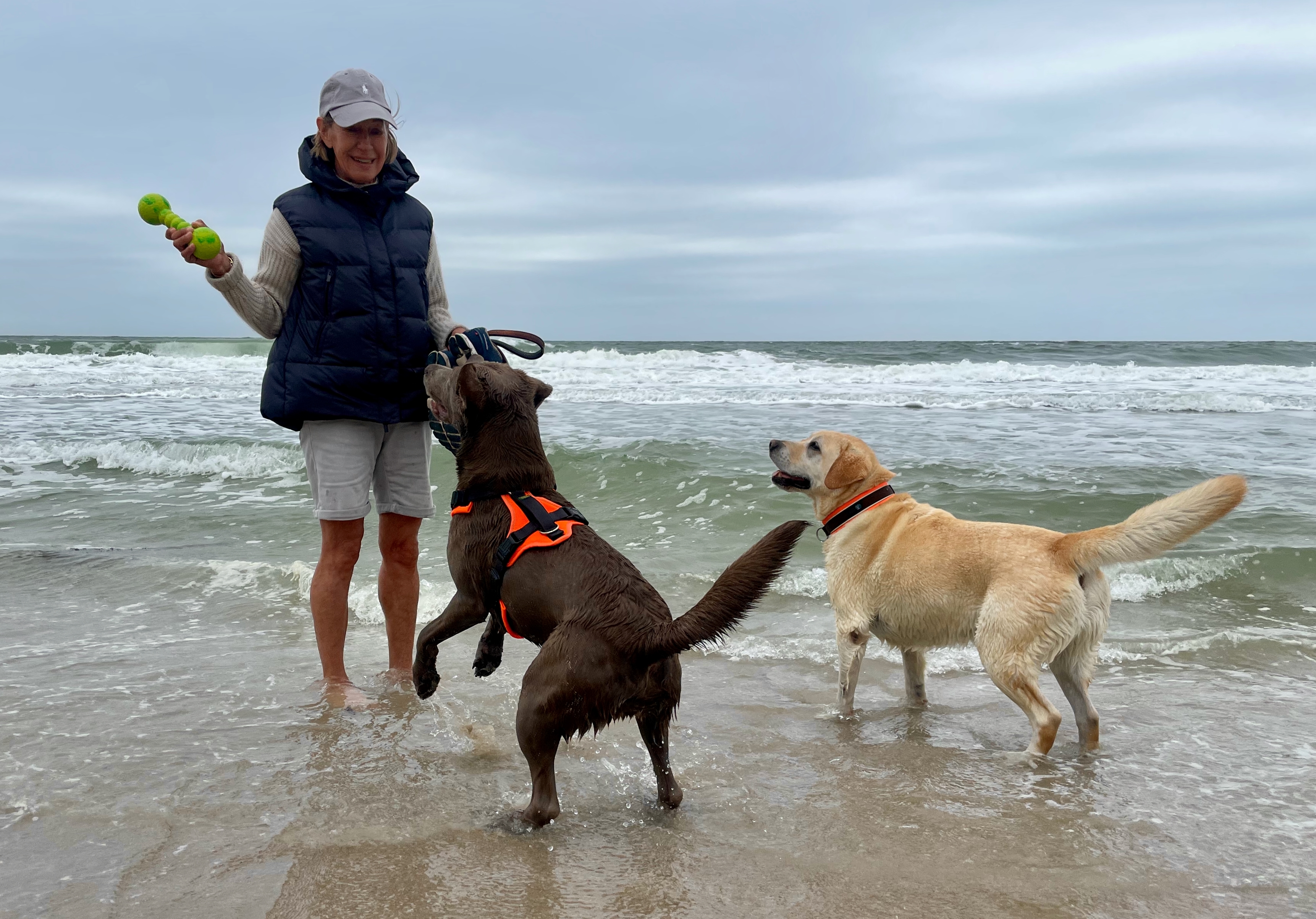 Urlaub mit Hund am Strand mit zwei Hunden im flachen Wasser beim Spielen am Meer in Norwegen