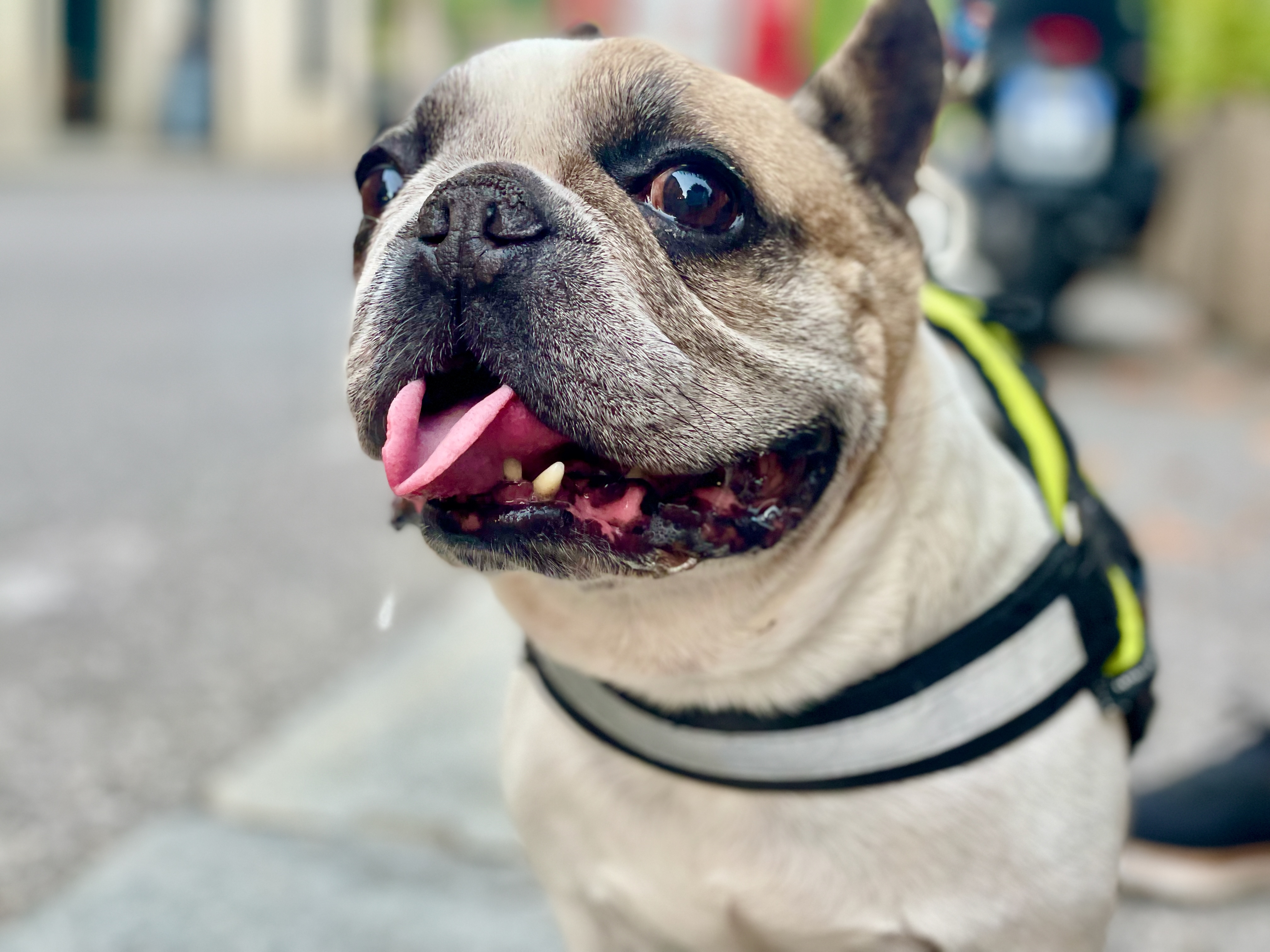 Hechelnder Hund bei Hitze auf Reisen im Sommerurlaub