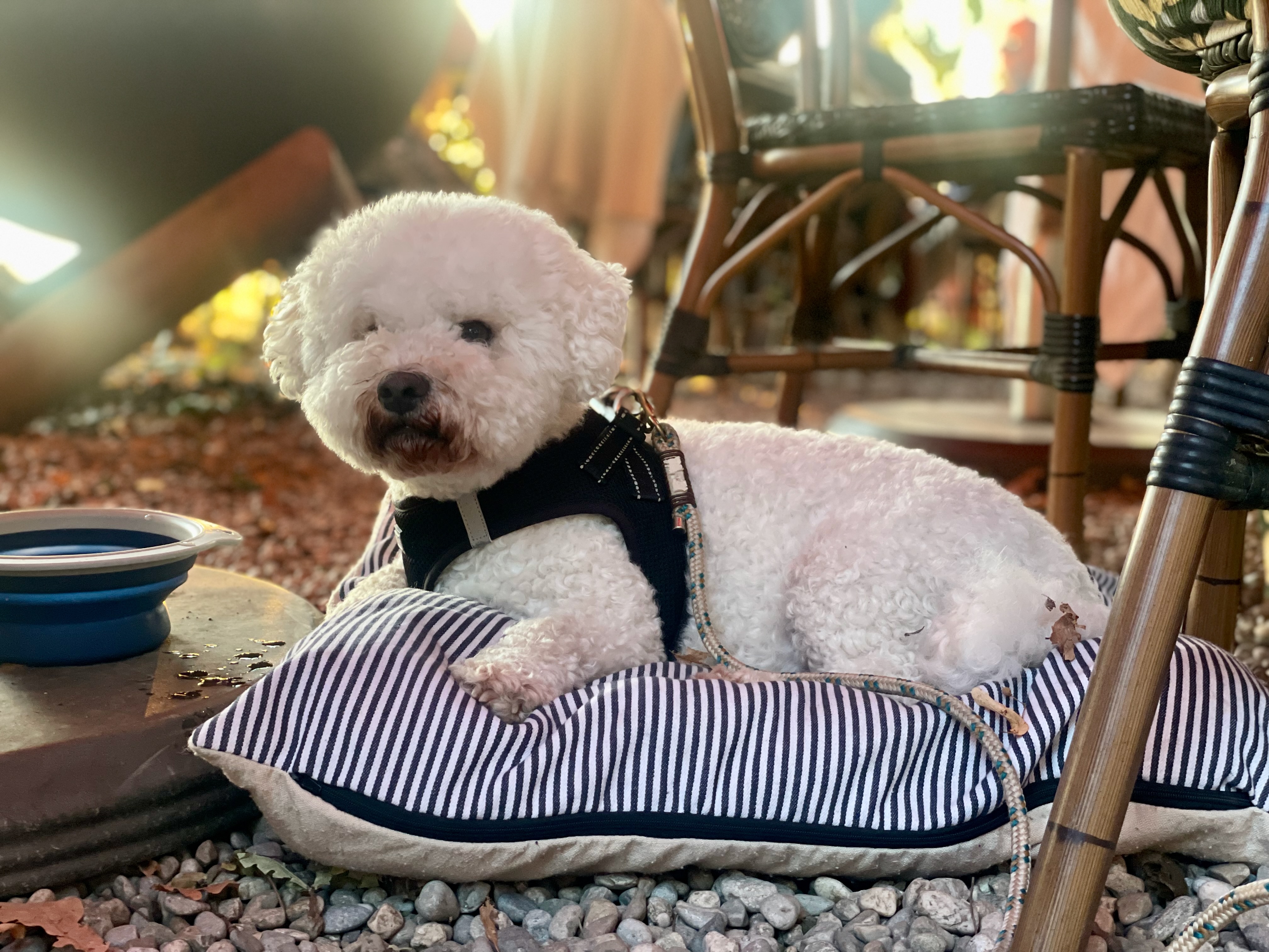 Hundebetreuung auf Reisen: kleiner Hund entspannt im Café während eines Urlaubs mit Hund