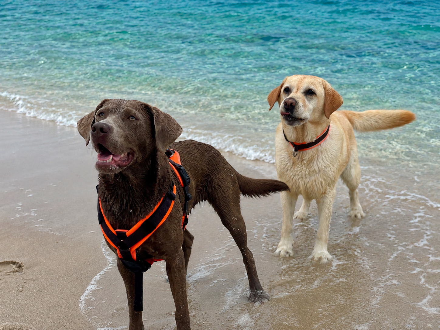 Hundebetreuung im Urlaub: zwei Hunde am Meer während einer entspannten Reise mit Hund