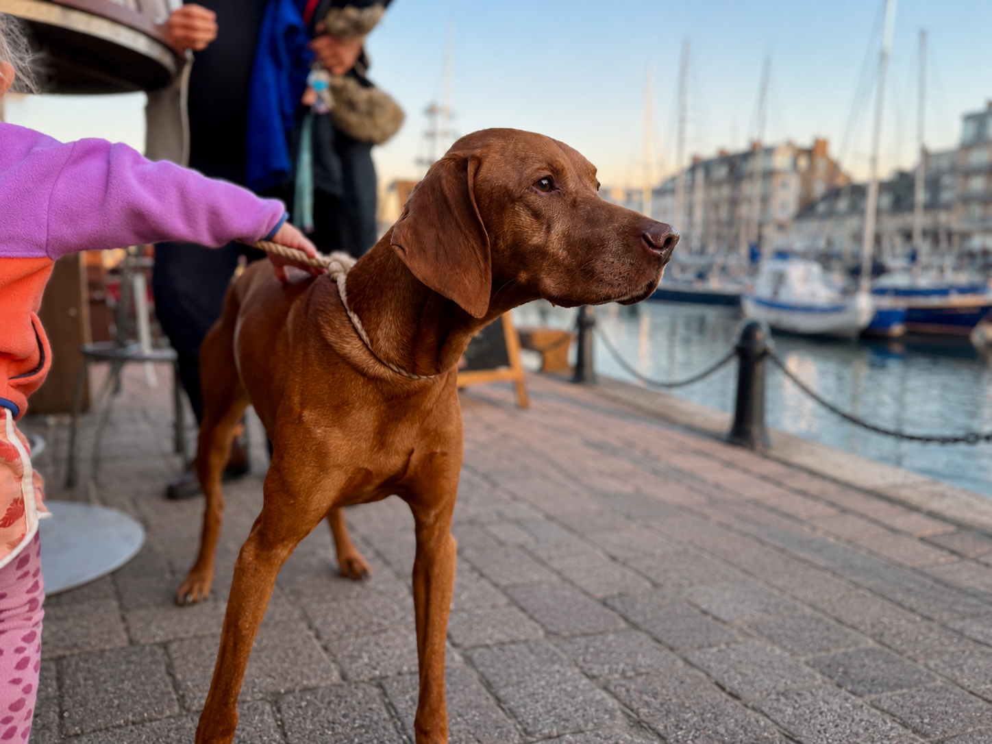Hundebetreuung während Ausflügen: Hund am Hafen bei einer Reise mit Hund