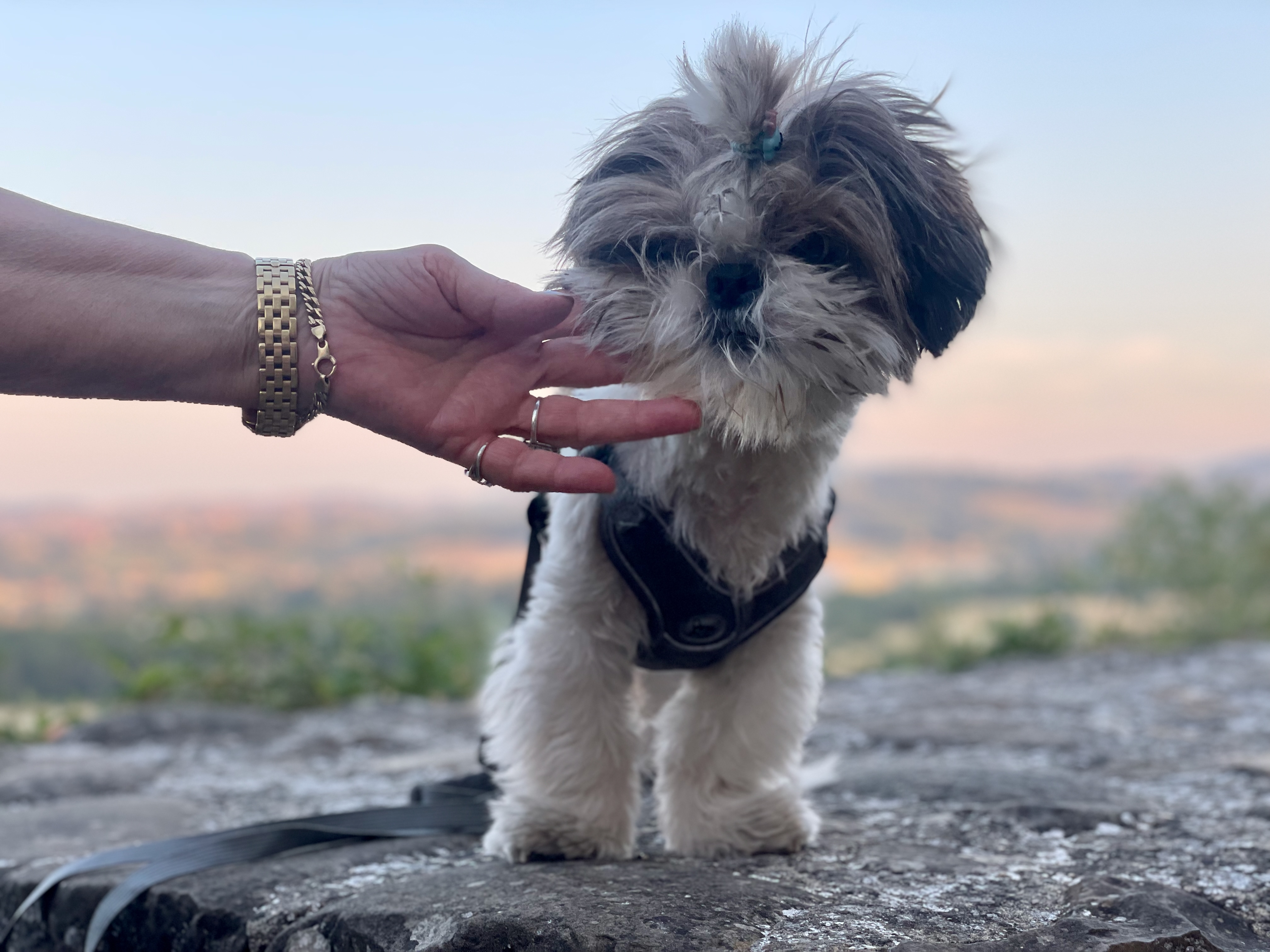 Liebevolle Hundebetreuung auf Reisen: kleiner Hund wird während eines Ausflugs betreut