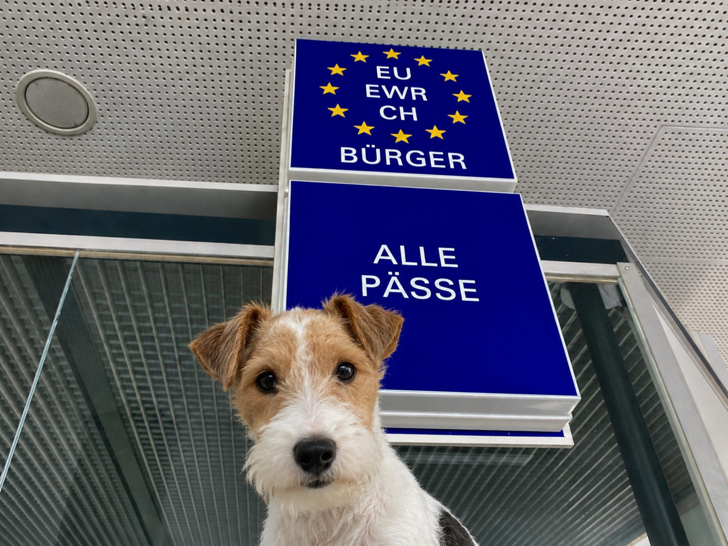 Hund vor EU-Grenzkontrolle als Symbol für Einreisebestimmungen mit Hund in Europa