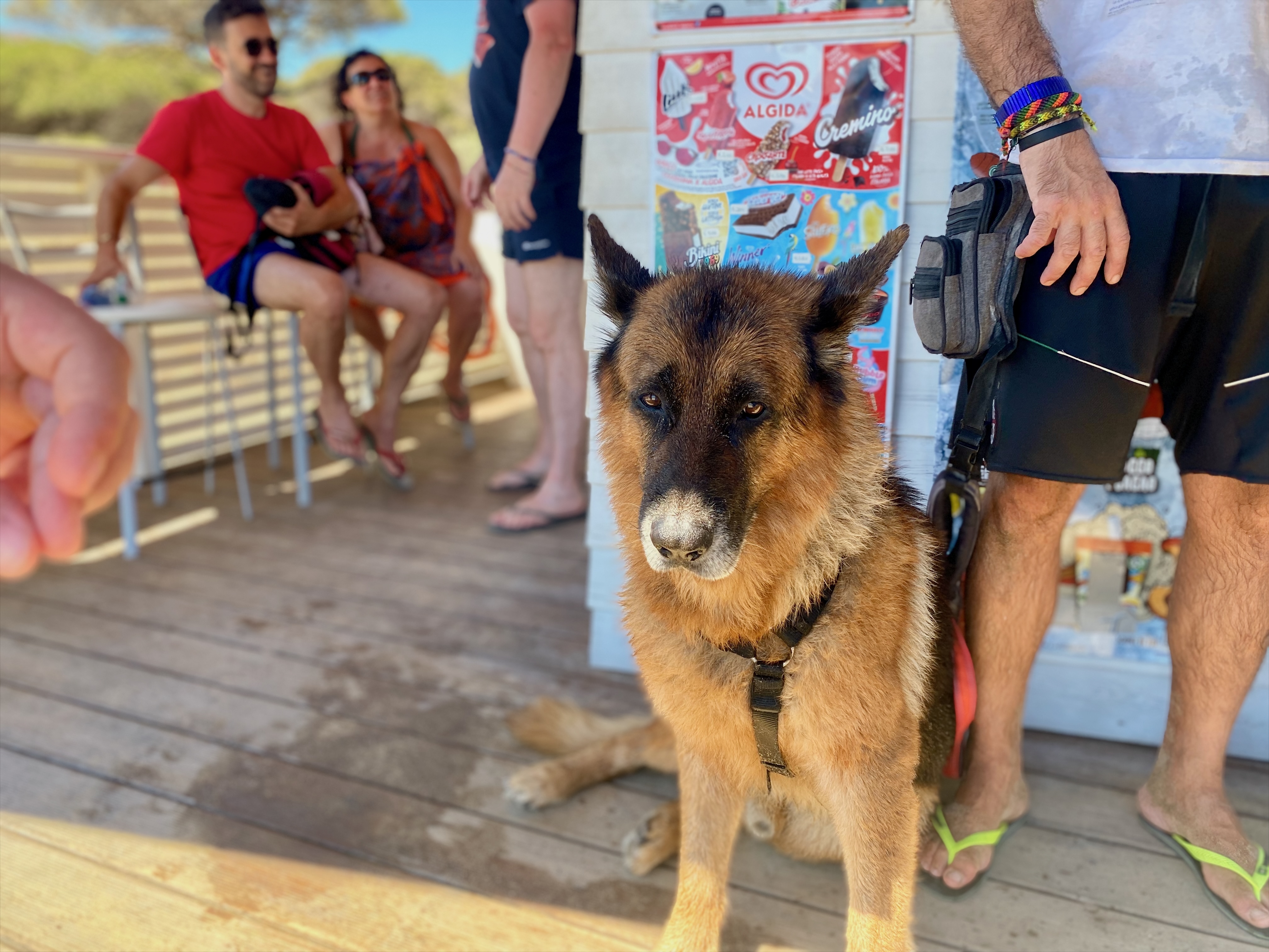 Hund im Urlaub in Italien als Symbol für Einreisebestimmungen mit Hund