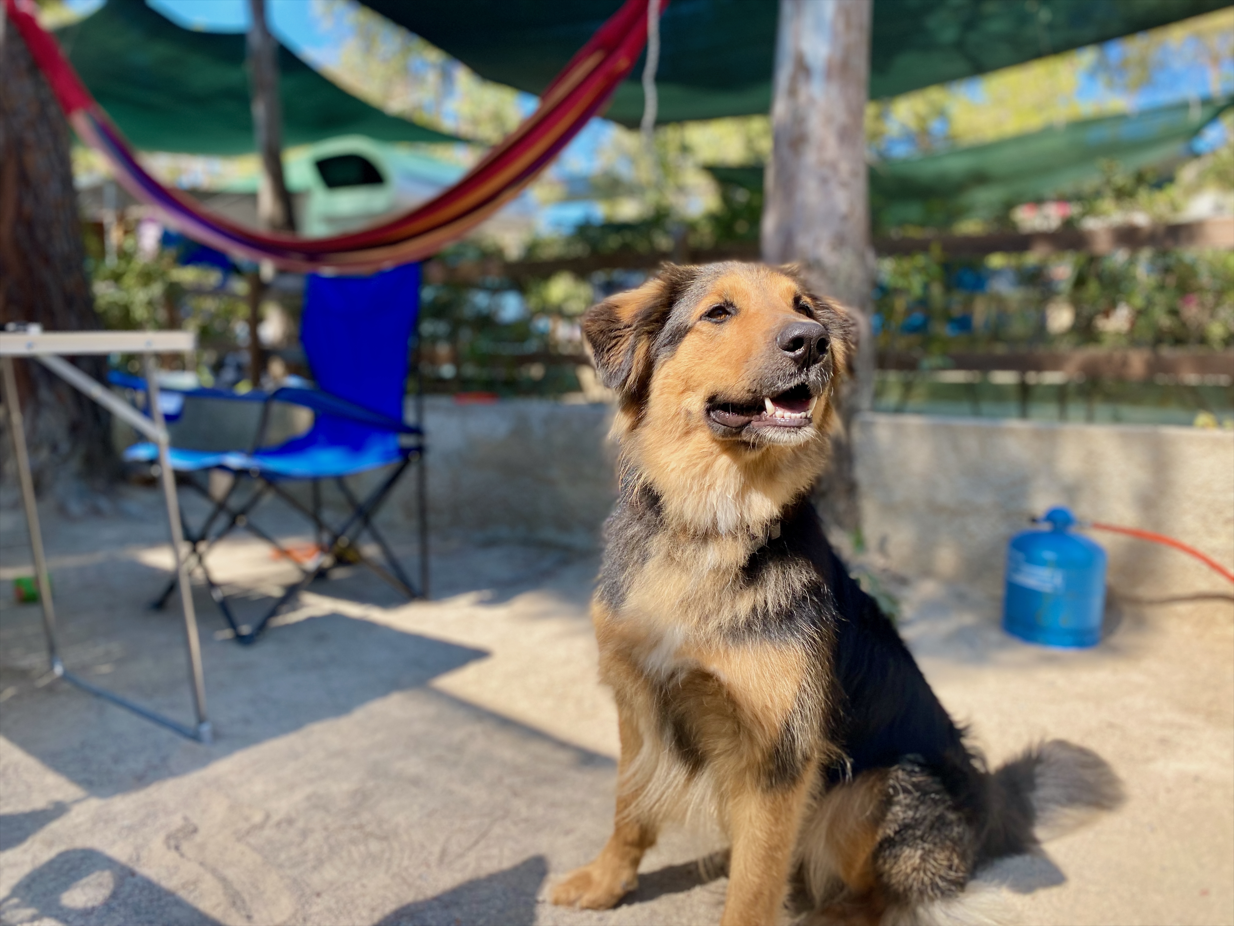 Hund auf Campingplatz im Urlaub als Symbol für Einreisebestimmungen mit Hund