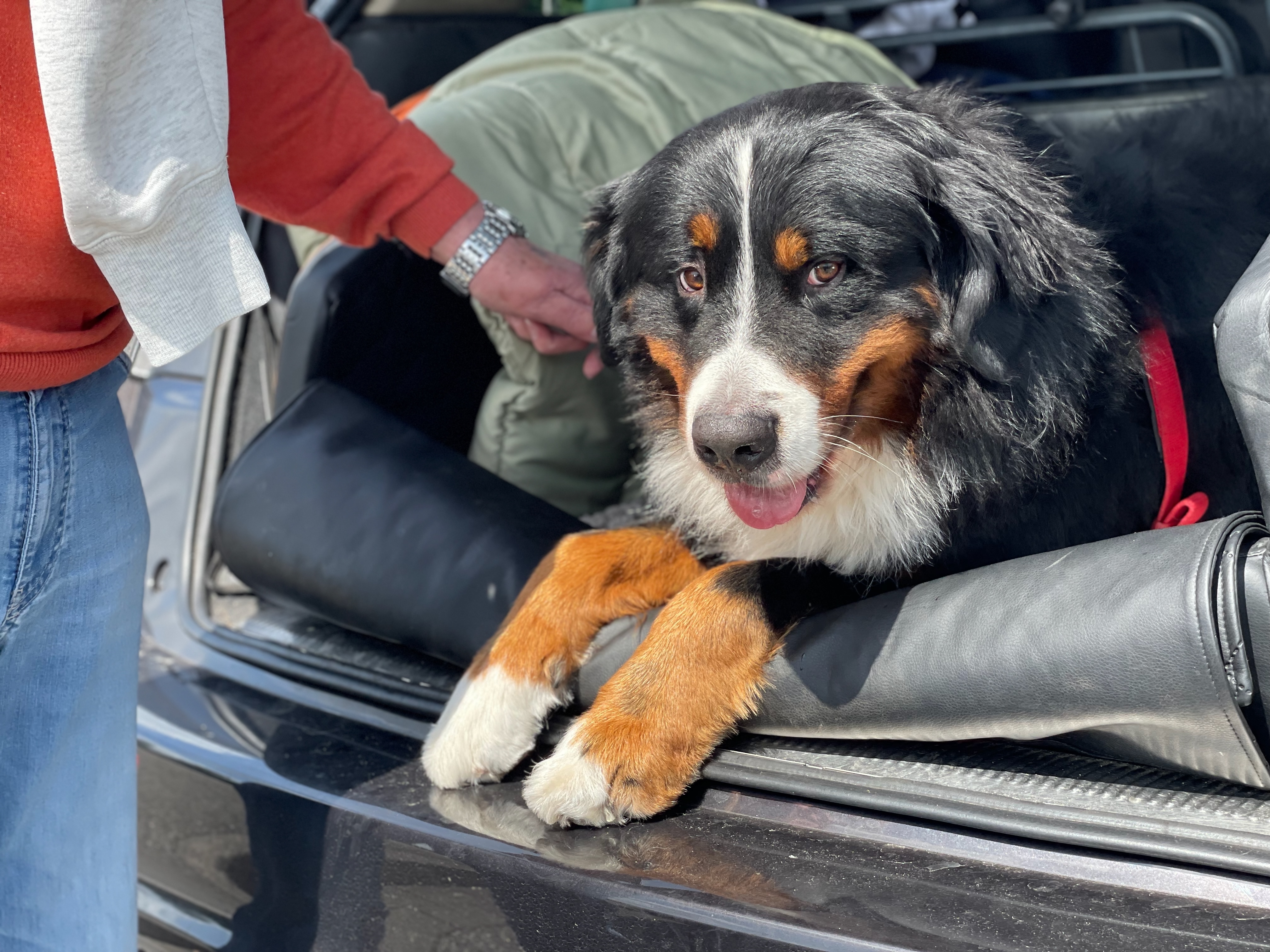 Hund im Auto vor der Reise – Reiseapotheke für Hunde griffbereit vorbereiten