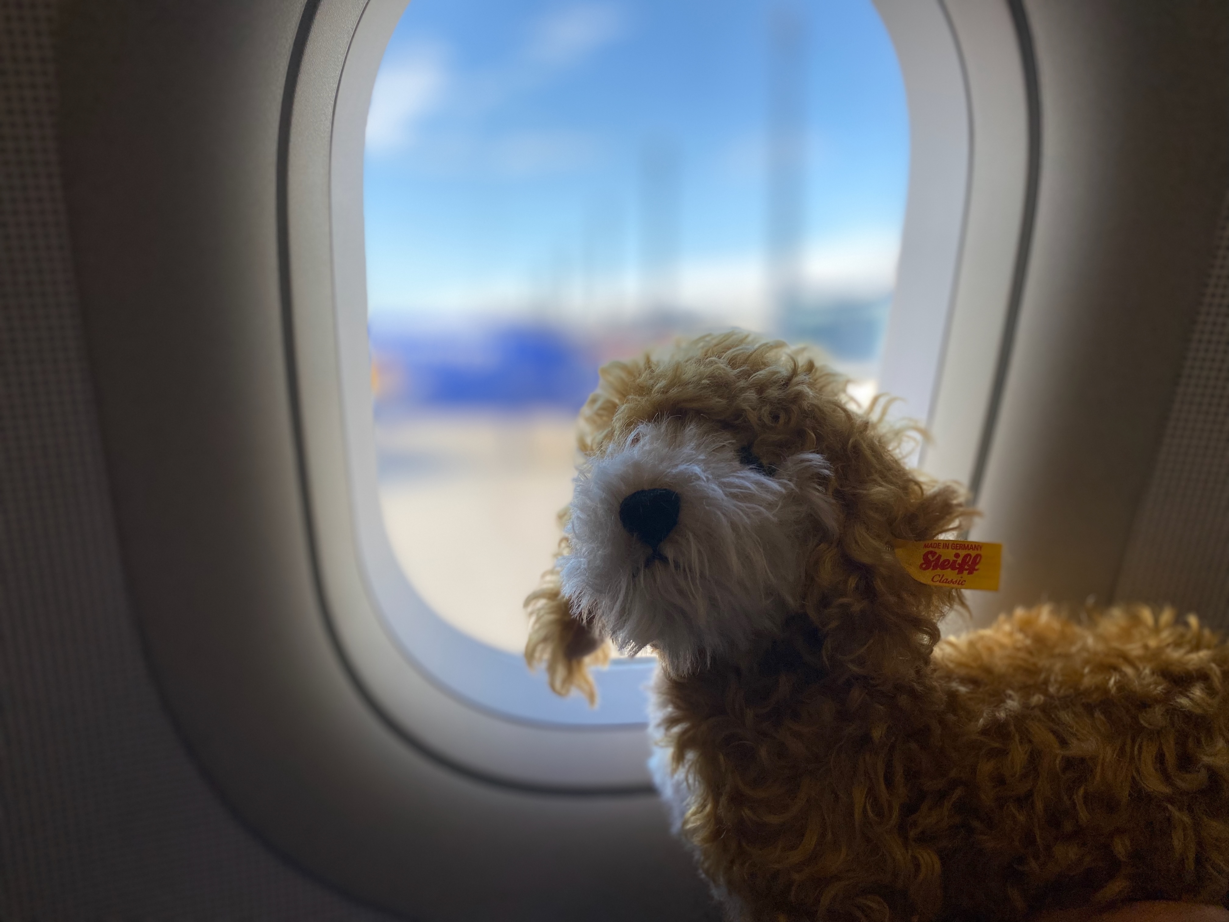 Hundam Flugzeugfenster - Reiseapotheke und Vorbereitung beim Reisen mit Hund