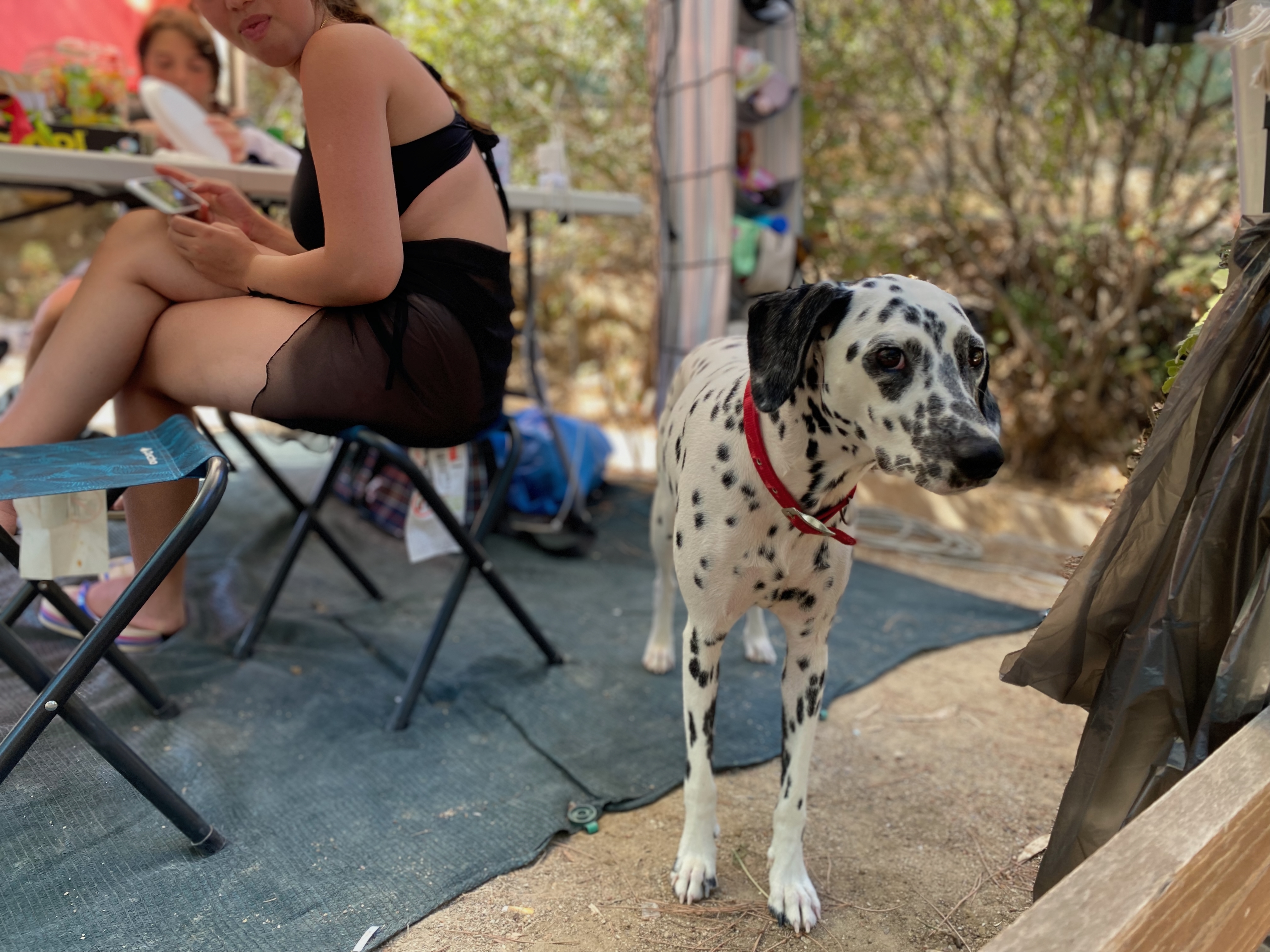 Hund beim Campingurlaub – gute Vorbereitung und Reiseapotheke für Hunde unterwegs