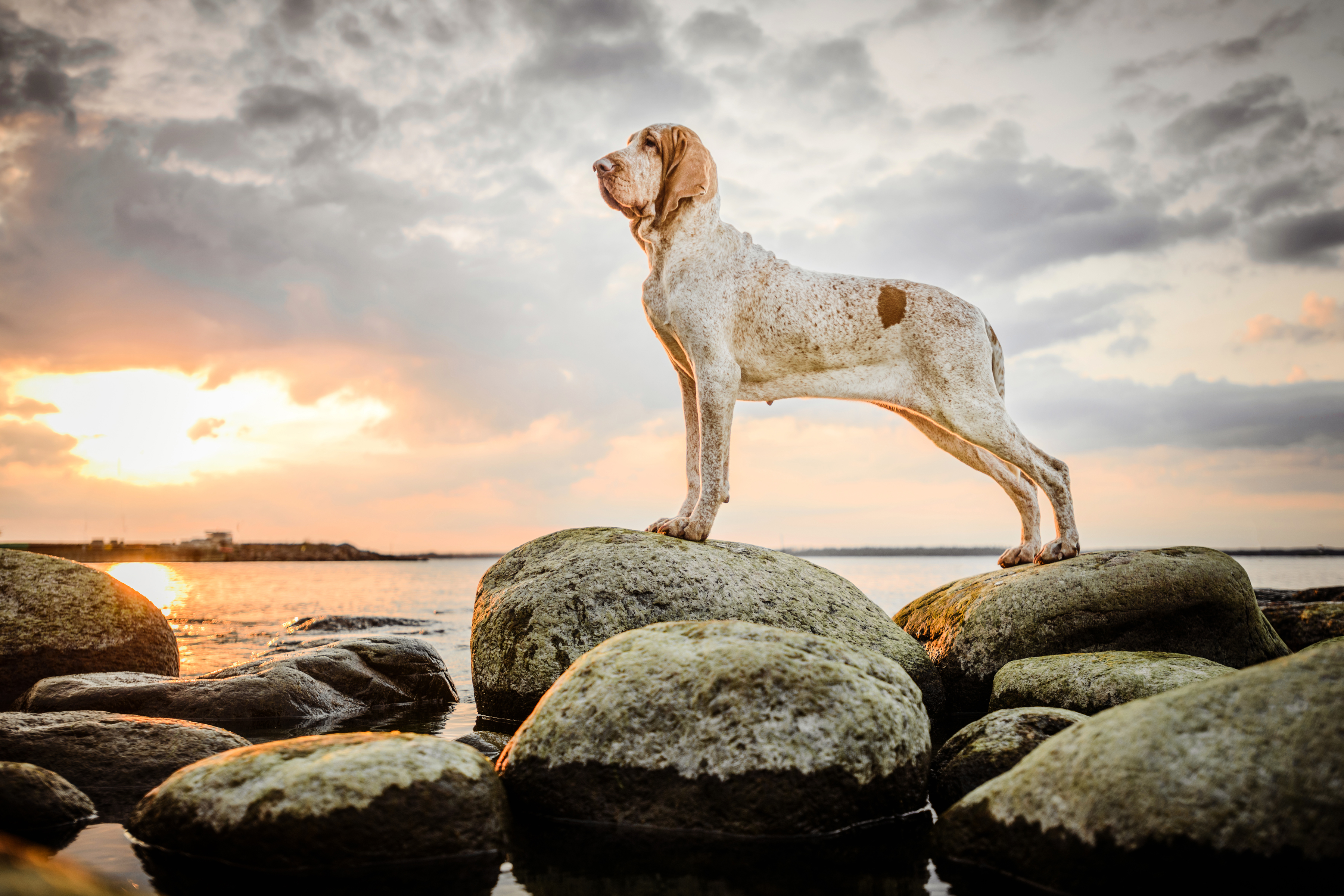 Bracco Italiano steht auf Felsen am Meer bei Sonnenuntergang - seltene italienische Hunderasse und Vorstehhund