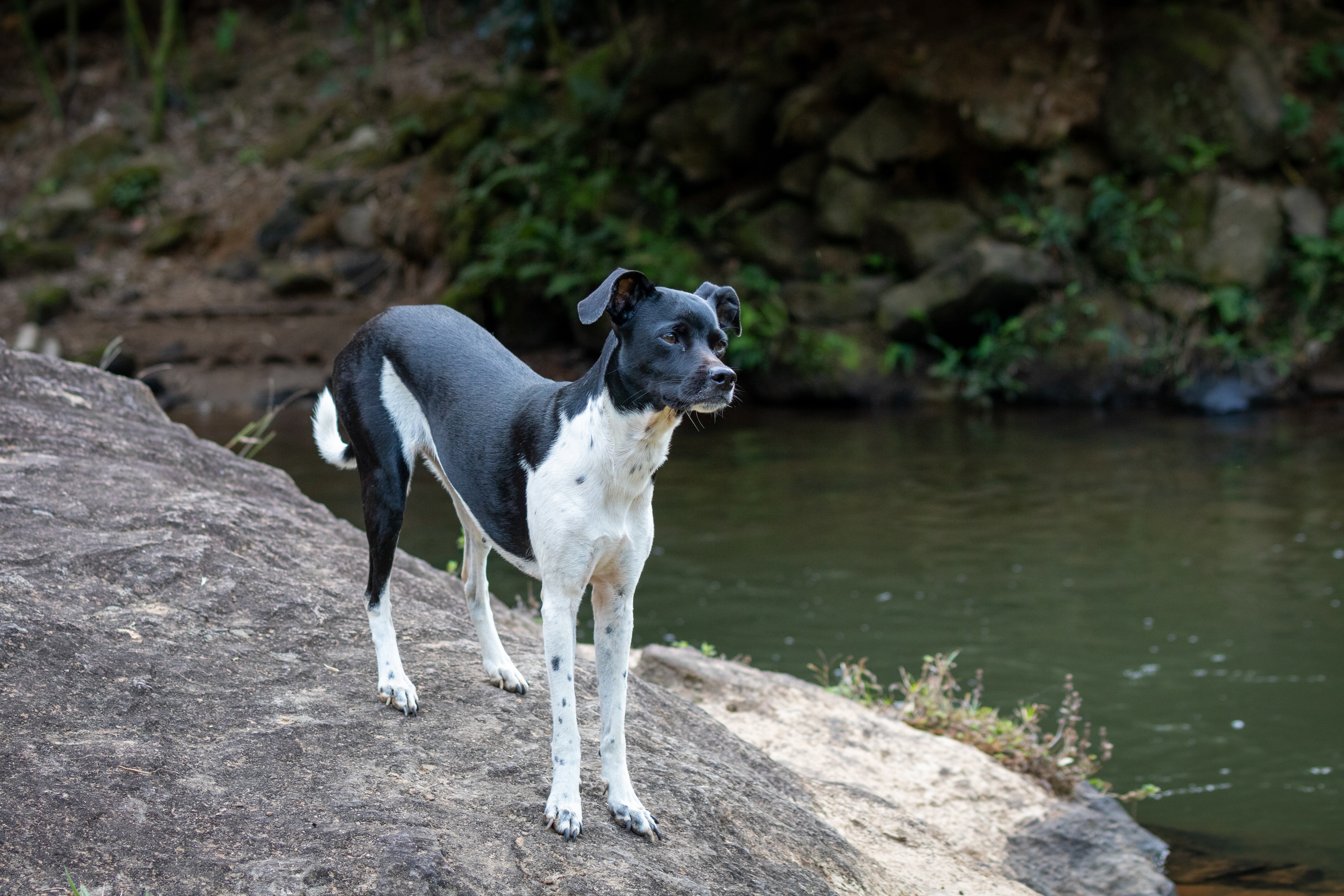 Brasilianischer Terrier steht aufmerksam am Ufer – seltene Hunderasse aus Brasilien mit kurzem Fell und schlankem Körperbau