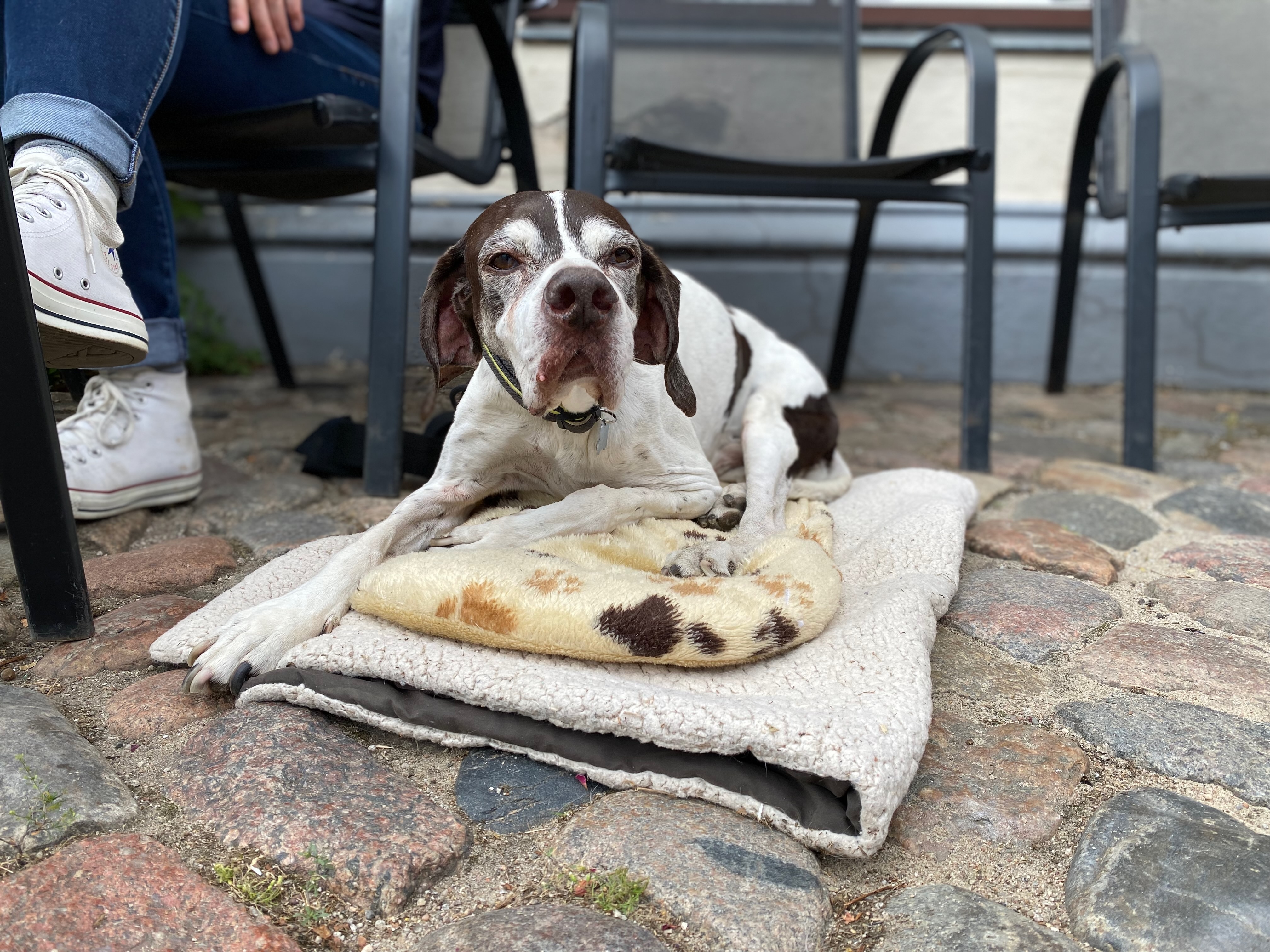 Vorstehhund liegt entspannt auf Decke im Außenbereich - eleganter Pointer als Jagdhund und Begleithund