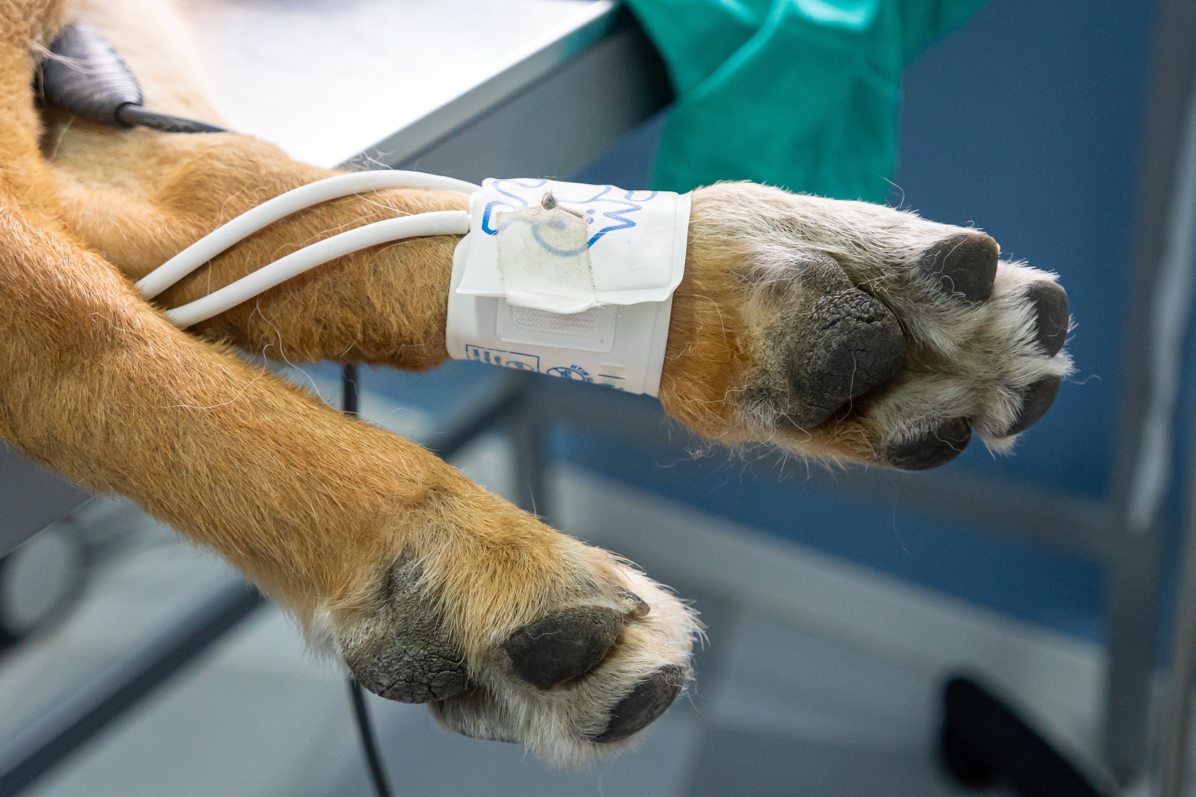 Hund wird beim Tierarzt vor einer Reise medizinisch überwacht
