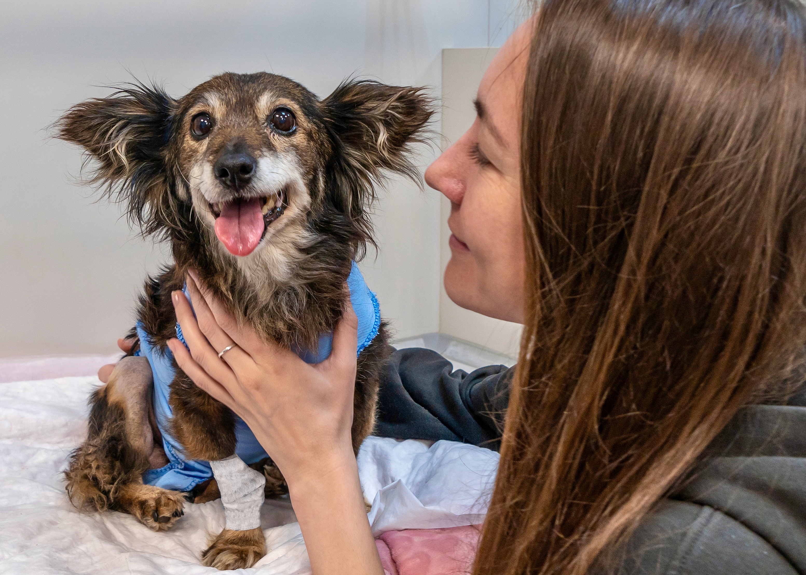 Hundebesitzerin begleitet ihren Hund beim Tierarzt vor einer Reise mit Hund