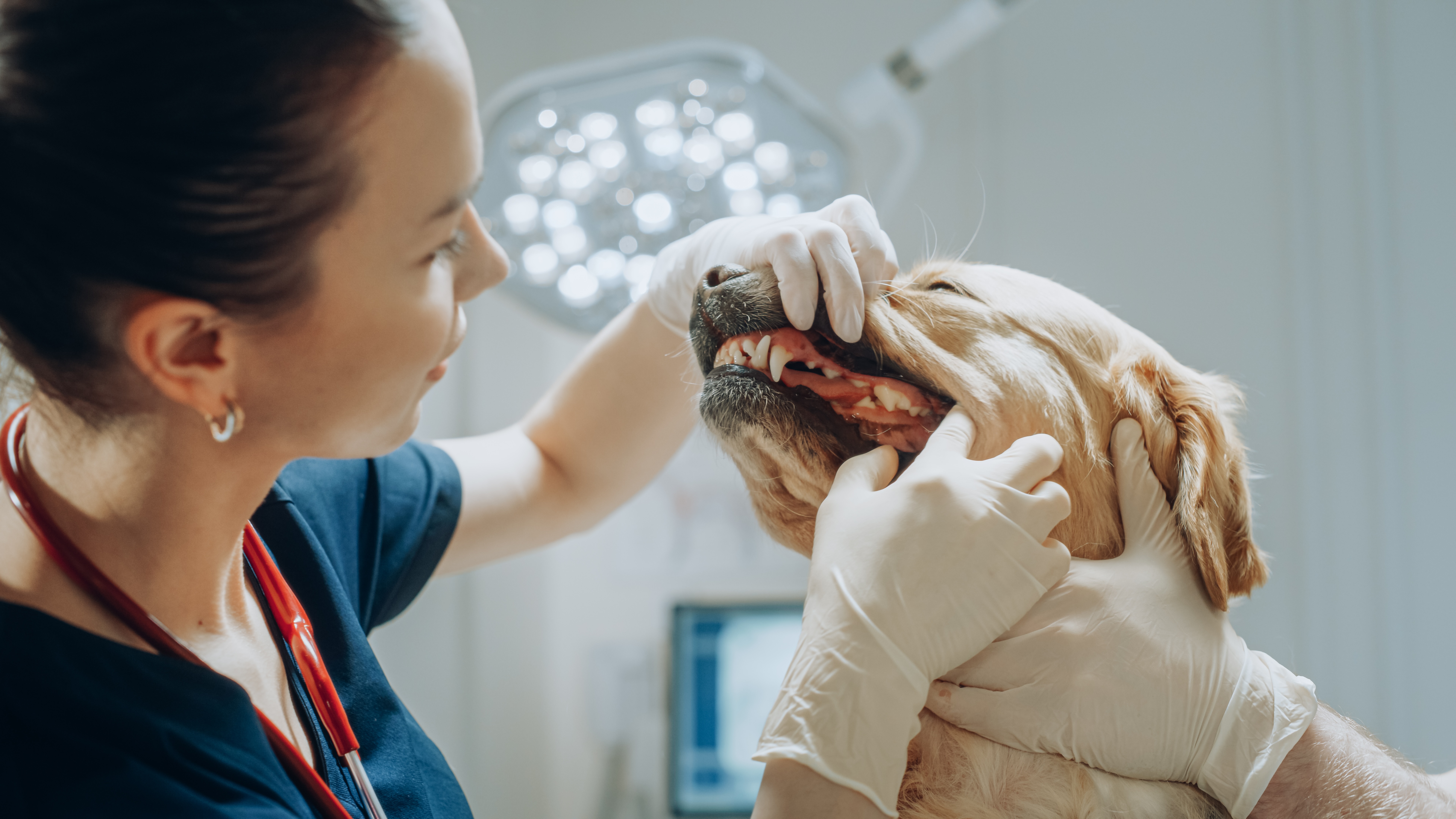 Tierarzt kontrolliert die Zähne eines Hundes vor einer geplanten Reise mit Hund