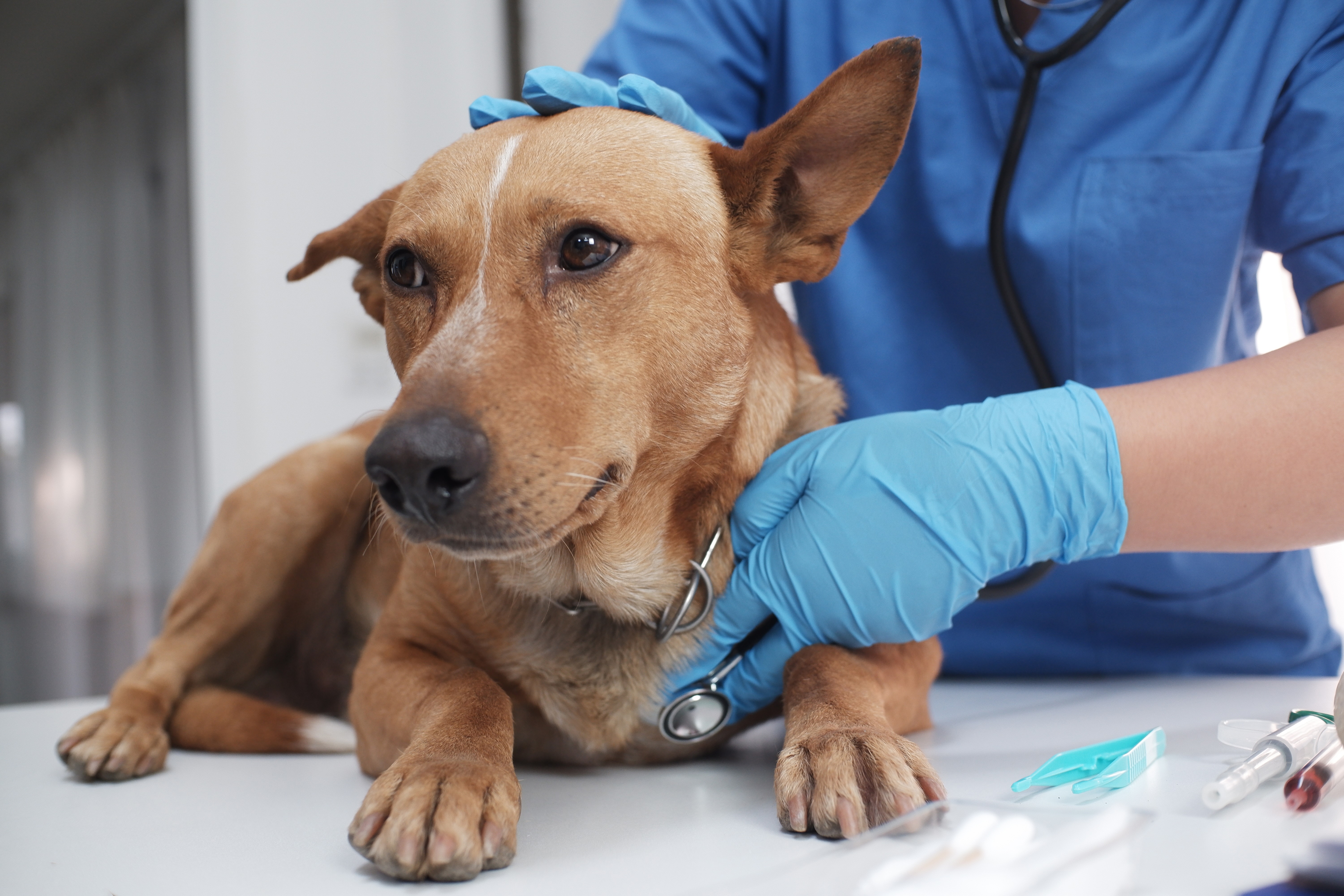 tierarzt-untersucht-welpen-vor-reise-mit-hund